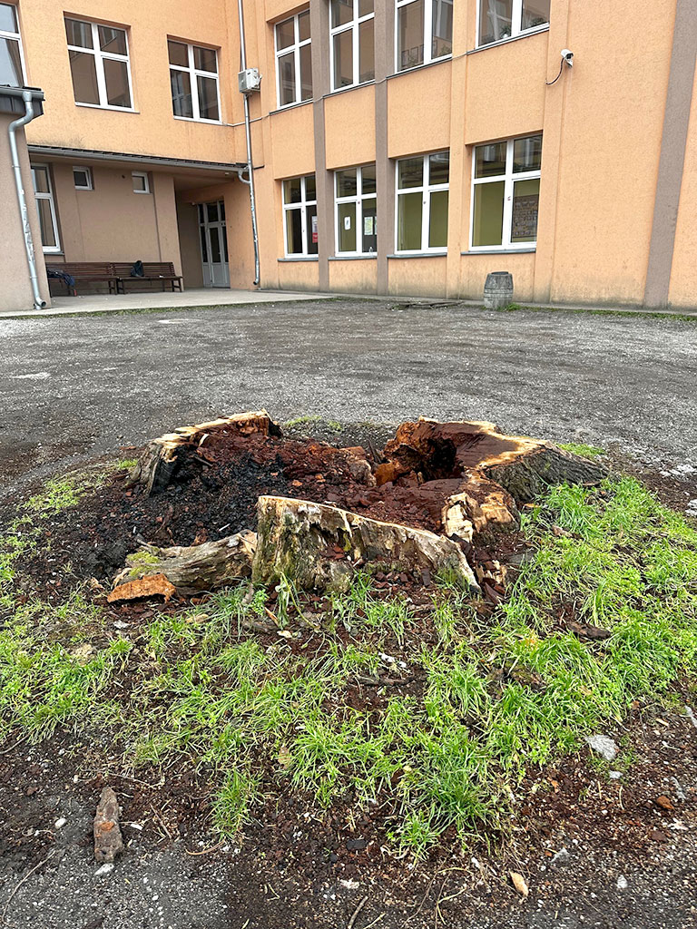 hrast-pored-gimnazije-u-ljigu-2